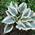 Хоста Hosta ‘Blue Ivory’